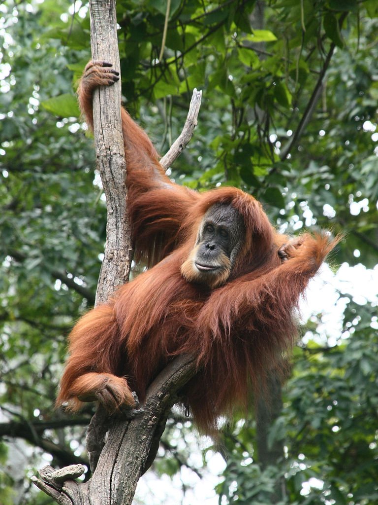 Orangutans Asia