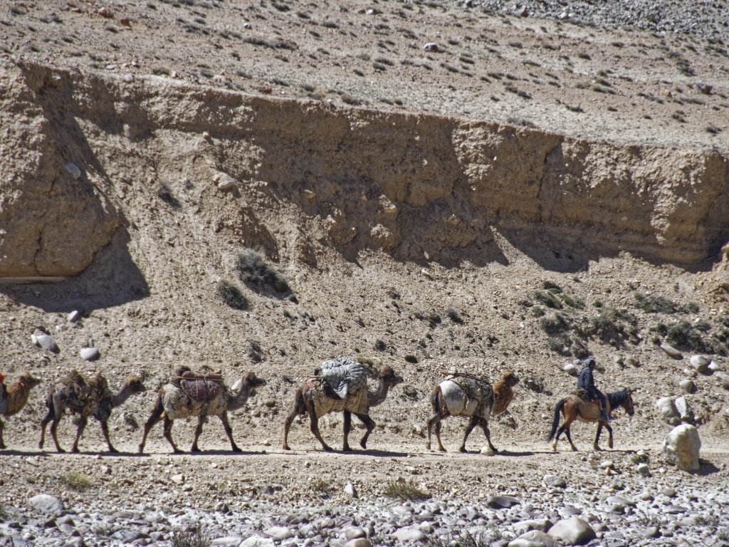 Camel-caravan